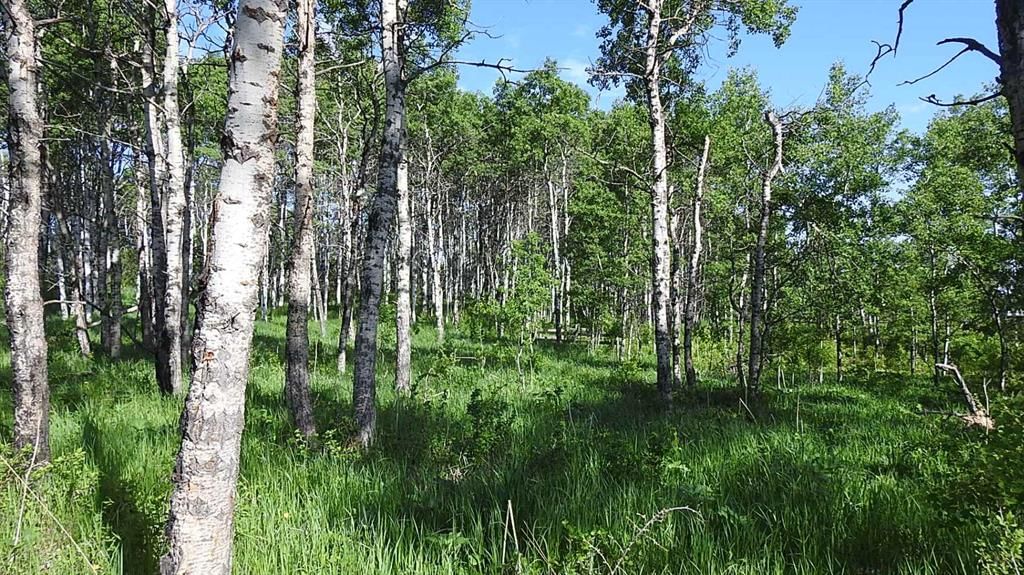 79.41 Acres SE-13-22-3W5, Rural Foothills County — photo 3 of 37