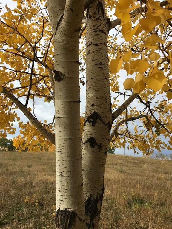 96 Street W, Rural Foothills County — photo 5 of 42