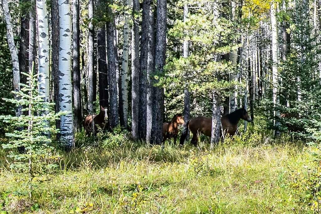 336 Street W, Rural Foothills County — main listing photo